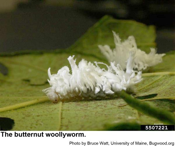 White Fluff Caterpillar? - Eriocampa juglandis 