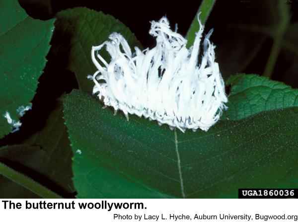 butternut woollyworm