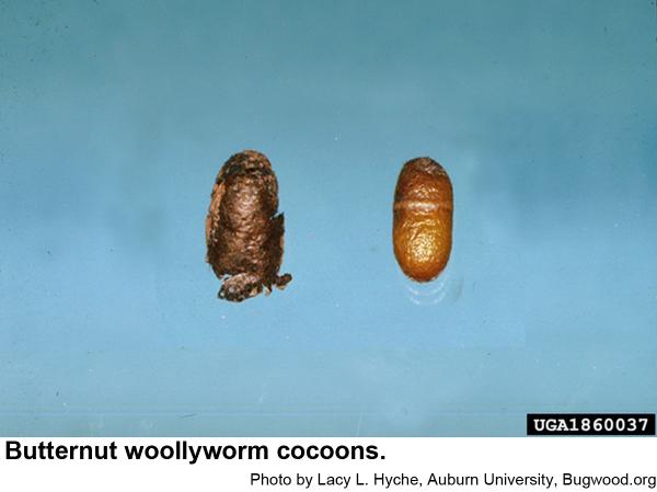 woolllyworms spin tough cocoons