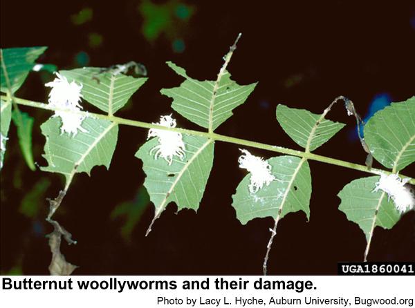 Butternut woollyworms usually don't consume the midrib and some