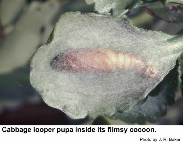 The cabbage looper's cocoon is flimsy and transparent.