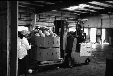 Figure 1. Bulk pallet bin of cabbage in the packing house.