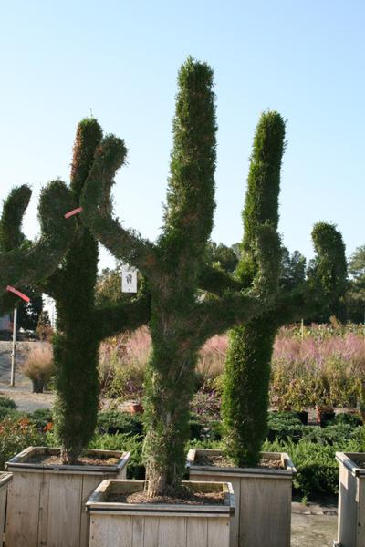 Arborvitae trimmed into cactus topiary.