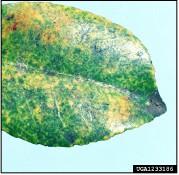 Figure 7. Yellow blotchy damage on the top-side of a leaf.