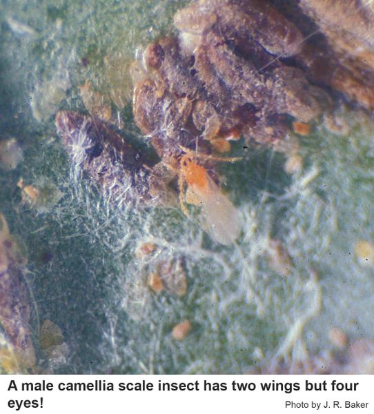 Male camellia scale