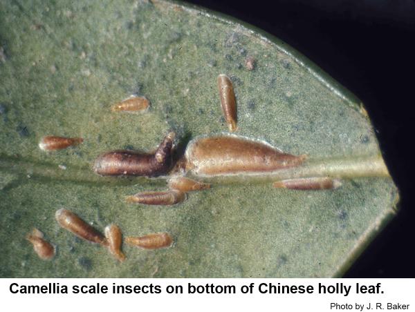 Thumbnail image for Camellia Scale Insect