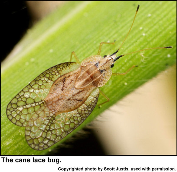 cane lace bug adult.