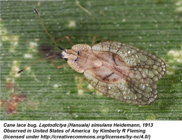 Thumbnail image for Cane Lace Bug
