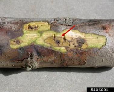 Figure 3. Cankers and entrance holes exposed with bark removed.