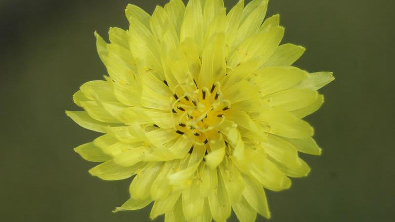 Carolina false dandelion flower color.