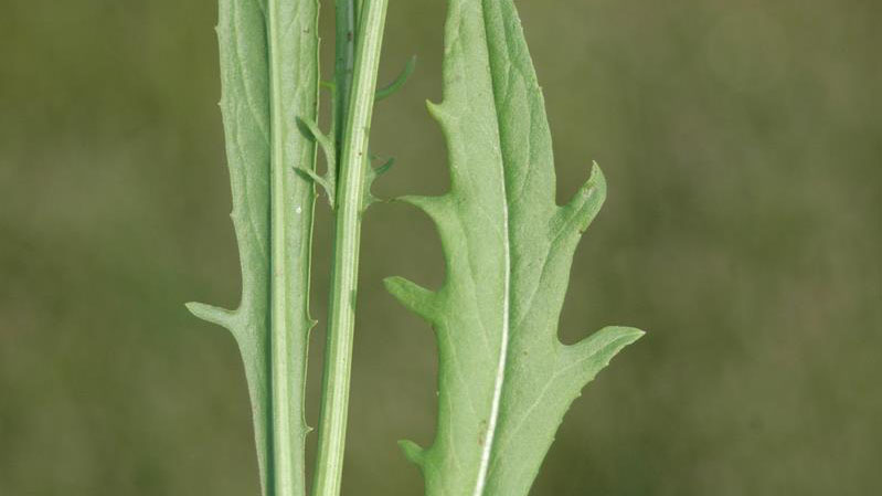 Carolina False Dandelion leaf margin.