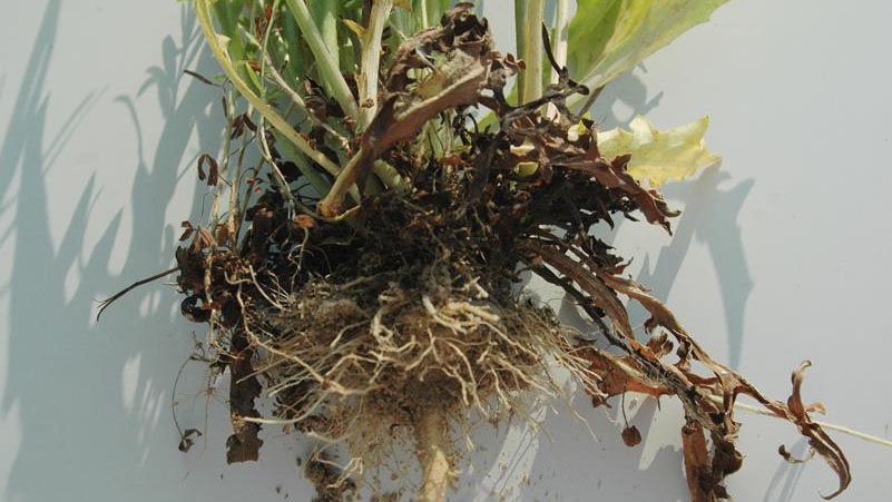 Carolina false dandelion root type.