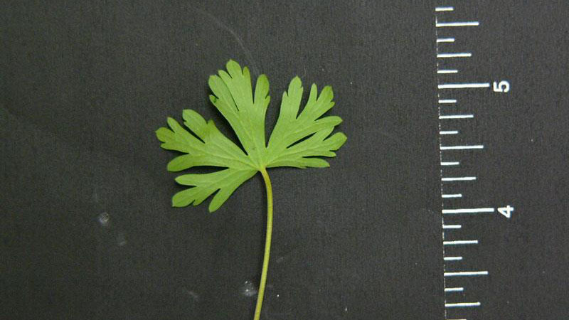 Carolina geranium leaf margin.