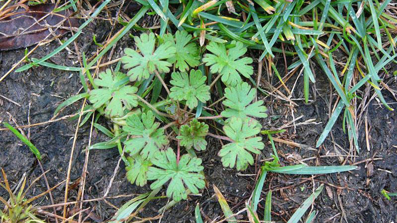 Carolina geranium growth habit.
