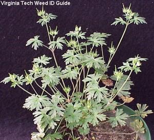 Photo of Carolina geranium