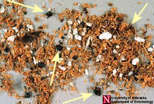 Figure 9. Carpenter ants produce a coarse fiber-like frass and d