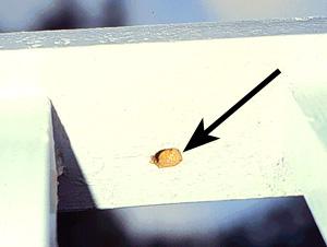 Figure 3. Carpenter bee nest entrance on the underside of painte