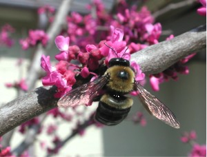 Carpenter bee on flowering tree