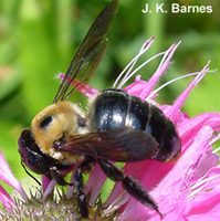 Carpenter bee on pink flower
