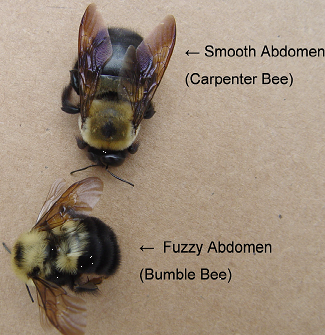 Carpenter bee compared to bumble bee showing smooth and fuzzy abdomens