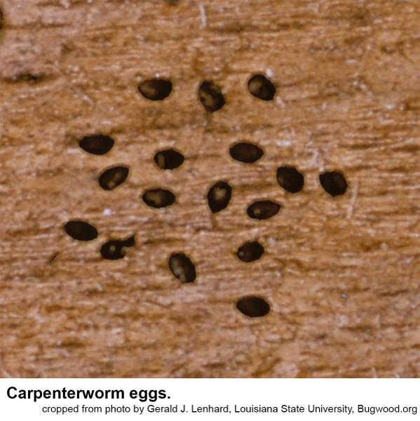 Carpenterworm eggs