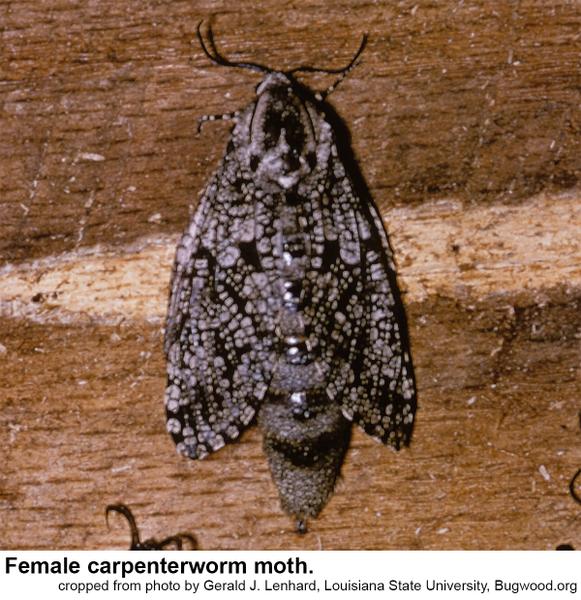 female carpenterworm moth