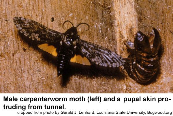 male carpenterworm