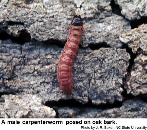 carpenterworm