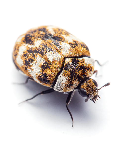Adult carpet beetle