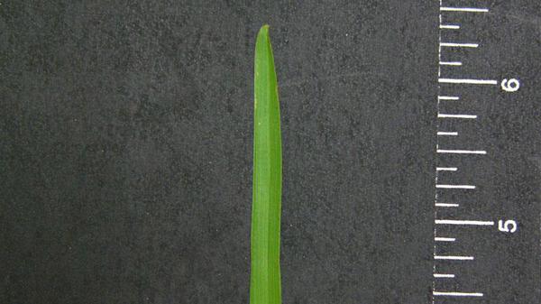 Carpetgrass leaf blade next to ruler