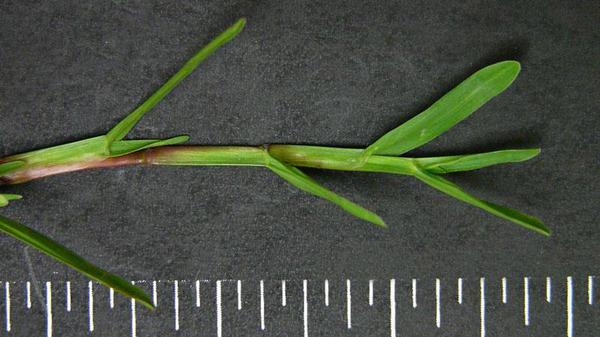 Carpetgrass leaf blade placed horizontally next to ruler.