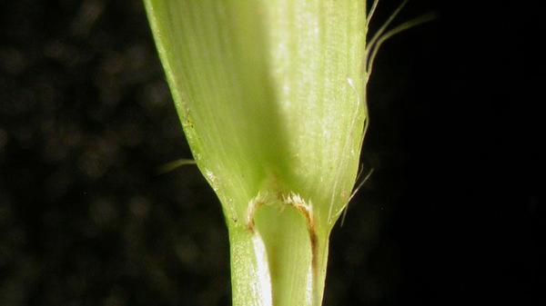 close-up view of Carpetgrass ligule.