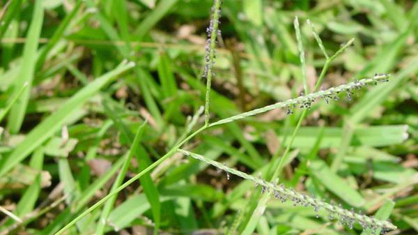 Carpetgrass seedhead close-up against lawn background