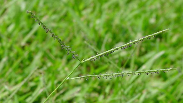 Carpetgrass seedhead against lawn background