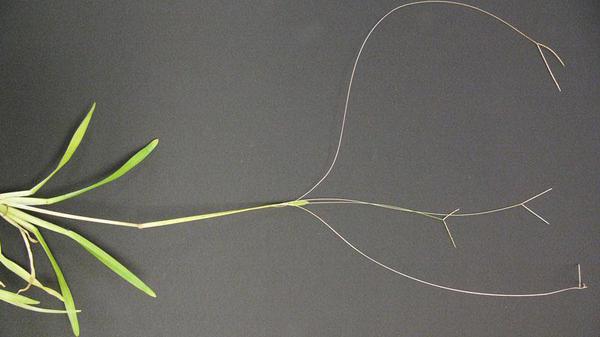 Carpetgrass seedhead.