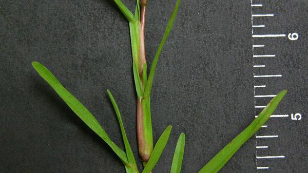 Close-up view of Carpetgrass vernation.