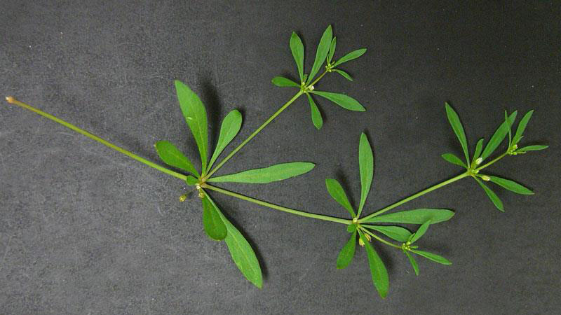 Carpetweed leaf number.