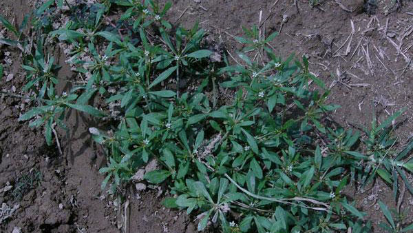 Carpetweed growth habit.