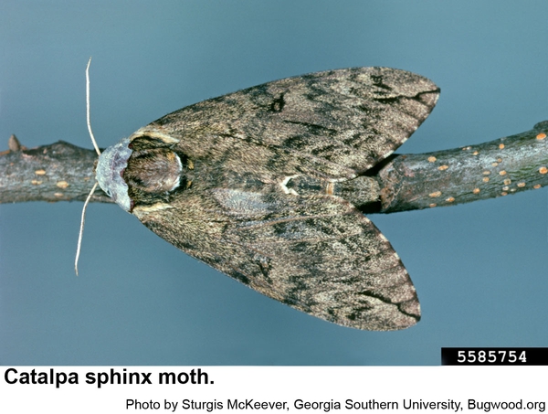 Catalpa sphinx moth