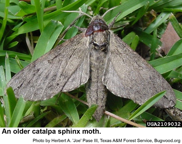 older catalpa sphinx moth