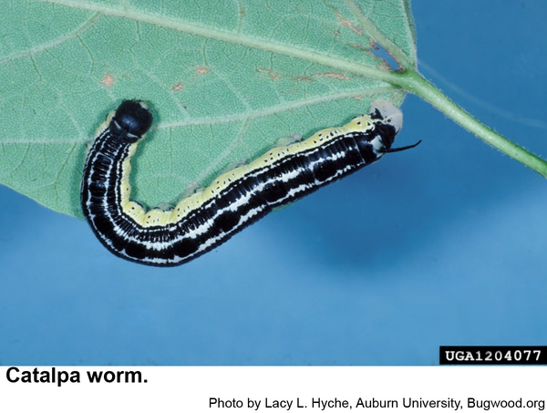 black horn on this catalpa worm