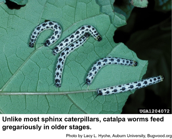Catalpa worms do not seem to feel crowded