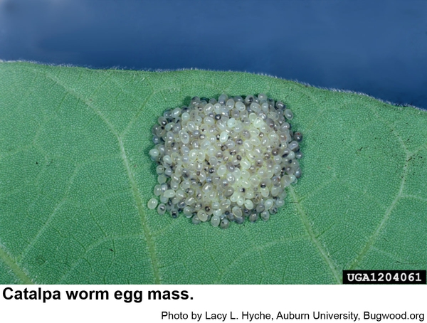 catalpa sphinx moths lay their eggs in masses