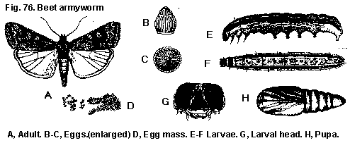 Figure 76A. Beet armyworm adult. B, C. Eggs (enlarged). D. Egg m