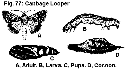 Figure 77A. Cabbage looper adult. B. Larva. C. Pupa. D. Cocoon.