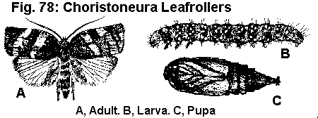 Figure 78A. Spotted fireworm adult. B. Larva. C. Pupa.