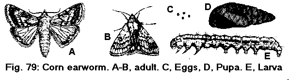 Figure 79. Corn earworm. A, B. Adult. C. Eggs. D. Larva. E. Pupa