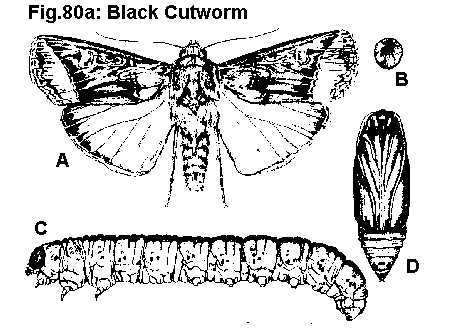 Figure 80A. Black cutworm. A. Adult. B. Egg. C. Larva. D. Pupa.