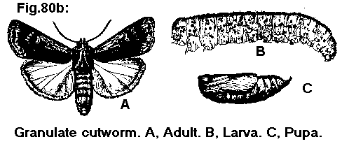 Figure 80B. Granulate cutworm. A. Adult. B. Larva. C. Pupa.