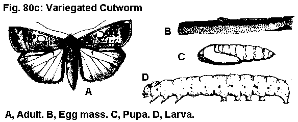 Figure 80C. Variegated cutworm. A. Adult. B. Egg mass. C. Larva.